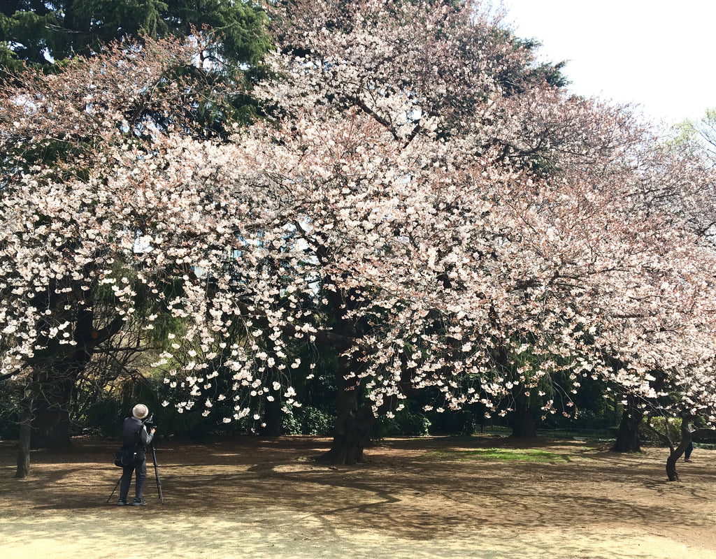 The Way of Sakura